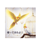 オカメインコ 日常・一年中使えるスタンプ（個別スタンプ：3）