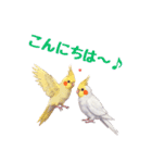 オカメインコ 日常・一年中使えるスタンプ（個別スタンプ：5）