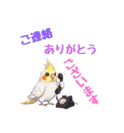 オカメインコ 日常・一年中使えるスタンプ（個別スタンプ：8）