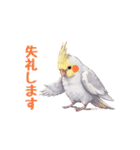 オカメインコ 日常・一年中使えるスタンプ（個別スタンプ：14）