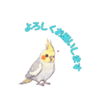 オカメインコ 日常・一年中使えるスタンプ（個別スタンプ：15）