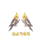 オカメインコ 日常・一年中使えるスタンプ（個別スタンプ：16）