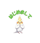 オカメインコ 日常・一年中使えるスタンプ（個別スタンプ：17）