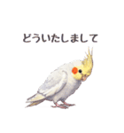 オカメインコ 日常・一年中使えるスタンプ（個別スタンプ：21）