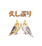 オカメインコ 日常・一年中使えるスタンプ（個別スタンプ：22）