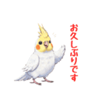 オカメインコ 日常・一年中使えるスタンプ（個別スタンプ：23）