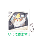 オカメインコ 日常・一年中使えるスタンプ（個別スタンプ：26）