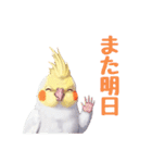 オカメインコ 日常・一年中使えるスタンプ（個別スタンプ：27）