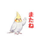 オカメインコ 日常・一年中使えるスタンプ（個別スタンプ：28）