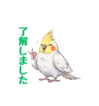オカメインコ 日常・一年中使えるスタンプ（個別スタンプ：31）