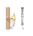 オカメインコ 日常・一年中使えるスタンプ（個別スタンプ：35）