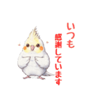 オカメインコ 日常・一年中使えるスタンプ（個別スタンプ：36）