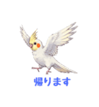 オカメインコ 日常・一年中使えるスタンプ（個別スタンプ：38）