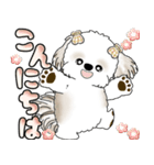 シーズー犬 「毎日送りやすい大きめ文字」（個別スタンプ：2）