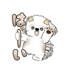 シーズー犬 「毎日送りやすい大きめ文字」（個別スタンプ：11）