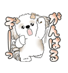 シーズー犬 「毎日送りやすい大きめ文字」（個別スタンプ：13）
