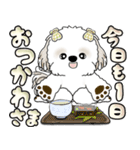 シーズー犬 「毎日送りやすい大きめ文字」（個別スタンプ：21）