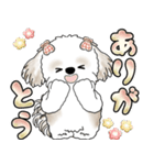 シーズー犬 「毎日送りやすい大きめ文字」（個別スタンプ：24）