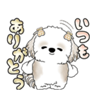 シーズー犬 「毎日送りやすい大きめ文字」（個別スタンプ：28）