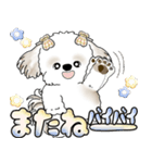 シーズー犬 「毎日送りやすい大きめ文字」（個別スタンプ：38）