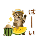 ⚡とびだす！にゃんこの「夏」の毎日（個別スタンプ：1）