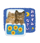⚡とびだす！にゃんこの「夏」の毎日（個別スタンプ：8）