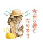 ⚡とびだす！にゃんこの「夏」の毎日（個別スタンプ：14）