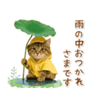 ⚡とびだす！にゃんこの「夏」の毎日（個別スタンプ：23）