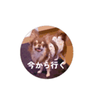 チョコタンチワワのCOCO.ちゃん（個別スタンプ：4）