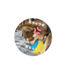 チョコタンチワワのCOCO.ちゃん（個別スタンプ：8）