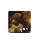 チョコタンチワワのCOCO.ちゃん（個別スタンプ：15）