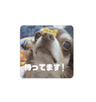 チョコタンチワワのCOCO.ちゃん（個別スタンプ：16）