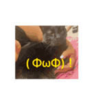 ねこだらけ…のはず笑（個別スタンプ：1）