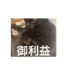 ねこだらけ…のはず笑（個別スタンプ：3）
