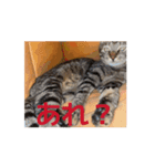 ねこだらけ…のはず笑（個別スタンプ：4）