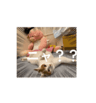 ねこだらけ…のはず笑（個別スタンプ：5）