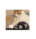 ねこだらけ…のはず笑（個別スタンプ：7）