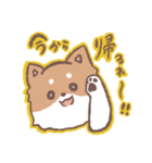 柴犬ふくくん 福岡弁まじりスタンプ（個別スタンプ：1）