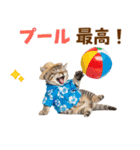 見やすい！でか文字マンチカンの夏（個別スタンプ：27）