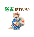 見やすい！でか文字マンチカンの夏（個別スタンプ：31）