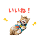 見やすい！でか文字マンチカンの夏（個別スタンプ：33）