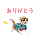 見やすい！でか文字マンチカンの夏（個別スタンプ：35）