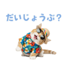 見やすい！でか文字マンチカンの夏（個別スタンプ：36）