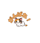 よかったにゃ＊ねこのお祝いスタンプ（個別スタンプ：9）