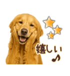 ゴールデンレトリバー☆即返信リアクション（個別スタンプ：3）