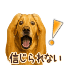 ゴールデンレトリバー☆即返信リアクション（個別スタンプ：4）