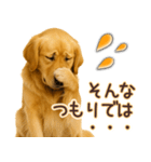 ゴールデンレトリバー☆即返信リアクション（個別スタンプ：6）