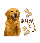 ゴールデンレトリバー☆即返信リアクション（個別スタンプ：9）