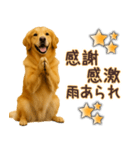 ゴールデンレトリバー☆即返信リアクション（個別スタンプ：10）