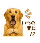 ゴールデンレトリバー☆即返信リアクション（個別スタンプ：14）